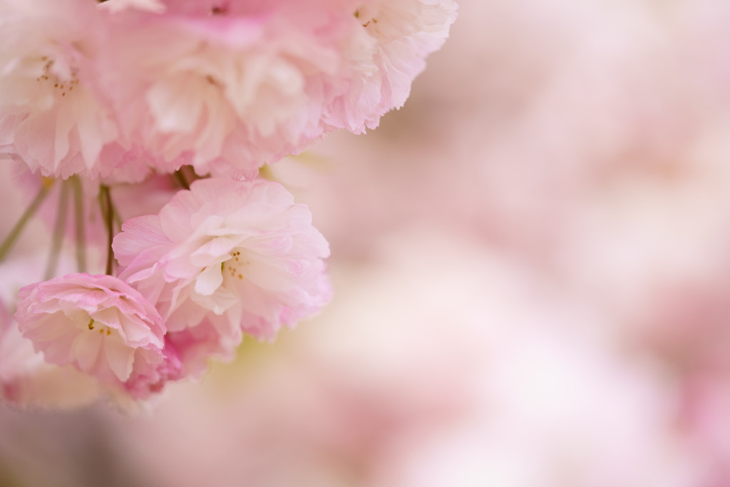 社長さん自慢の八重桜