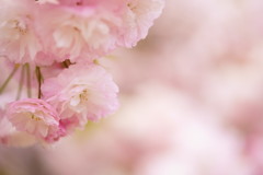 社長さん自慢の八重桜