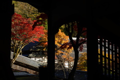 紅葉の回廊