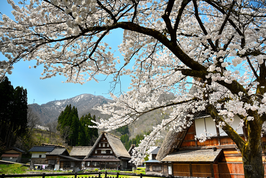 菅沼集落の桜