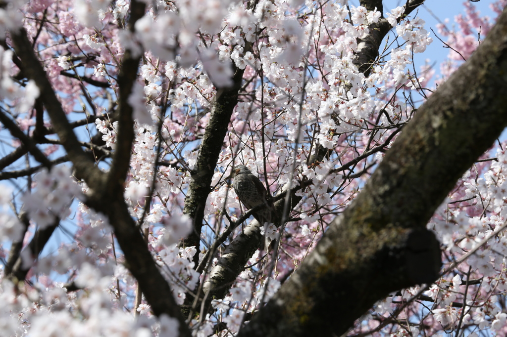 兼六園の野鳥