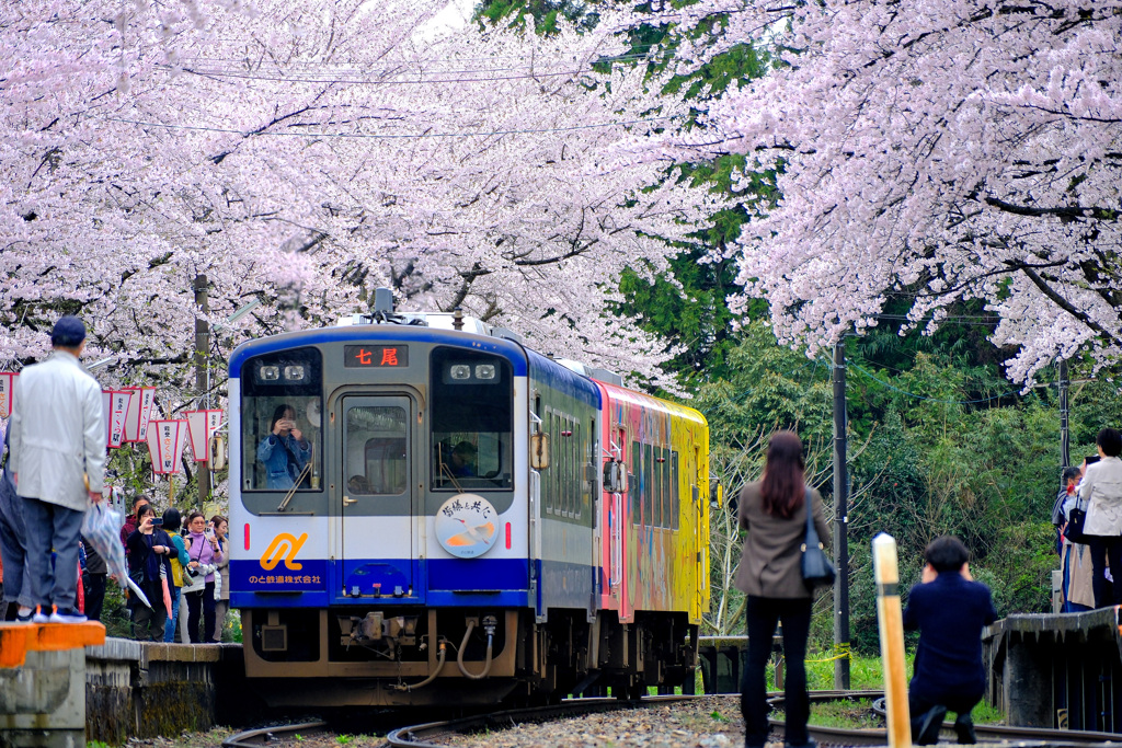 能登鹿島駅サクラ