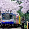 能登鹿島駅サクラ