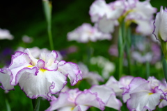 清楚な花弁