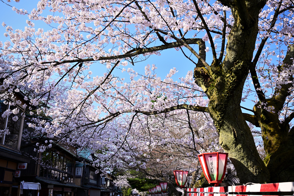 兼六園茶屋街の桜