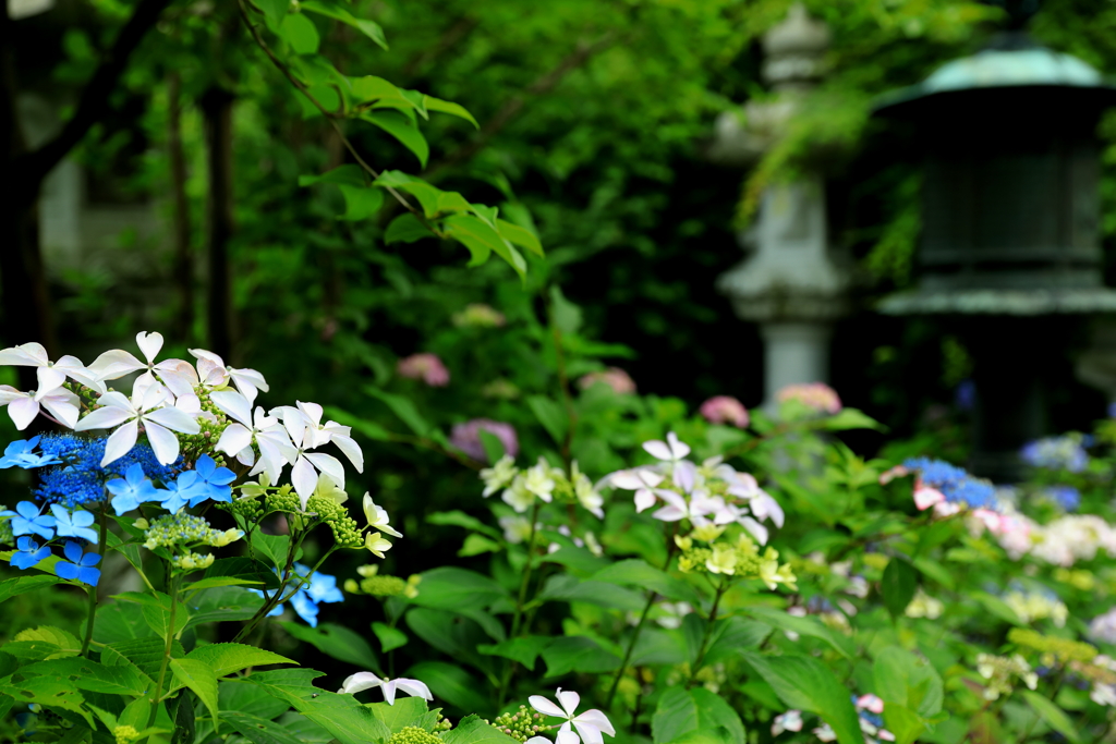 奥能登紫陽花寺の季節