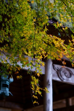 妙成寺紅葉