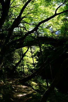 こおろぎ橋～緑