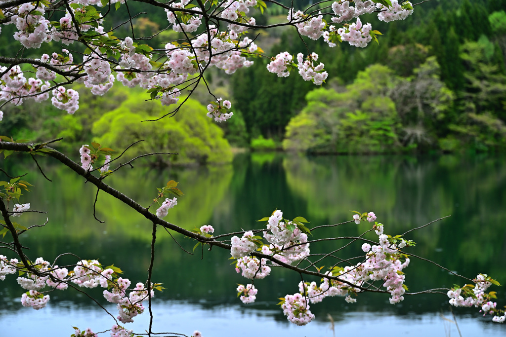 湖畔桜
