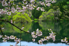 湖畔桜