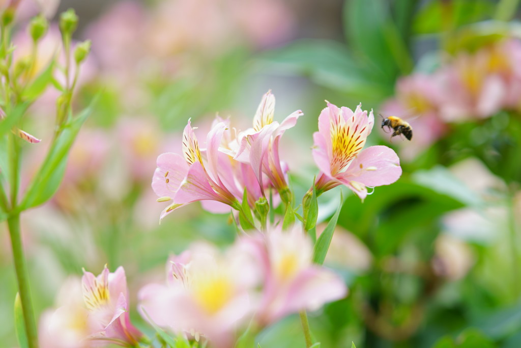 里山夏のお花畑
