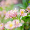 里山夏のお花畑