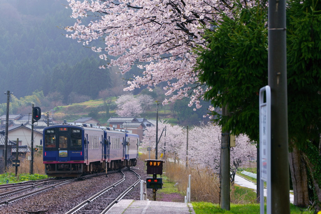 能登無人駅の桜~西岸駅