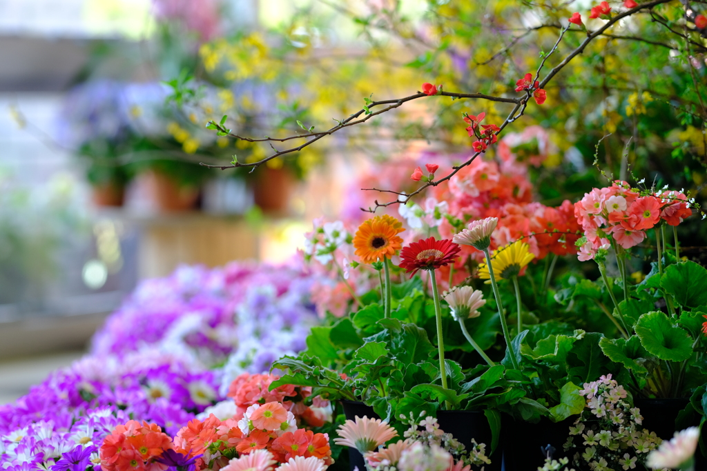 春のお花に囲まれて♫