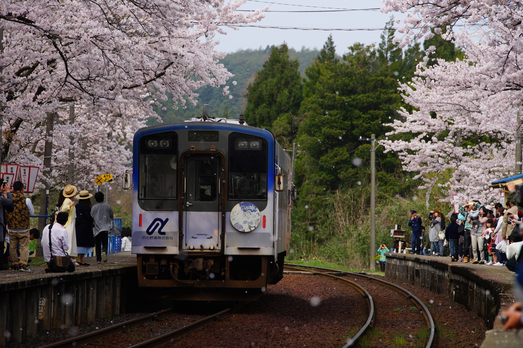 能登鹿島駅～桜舞う
