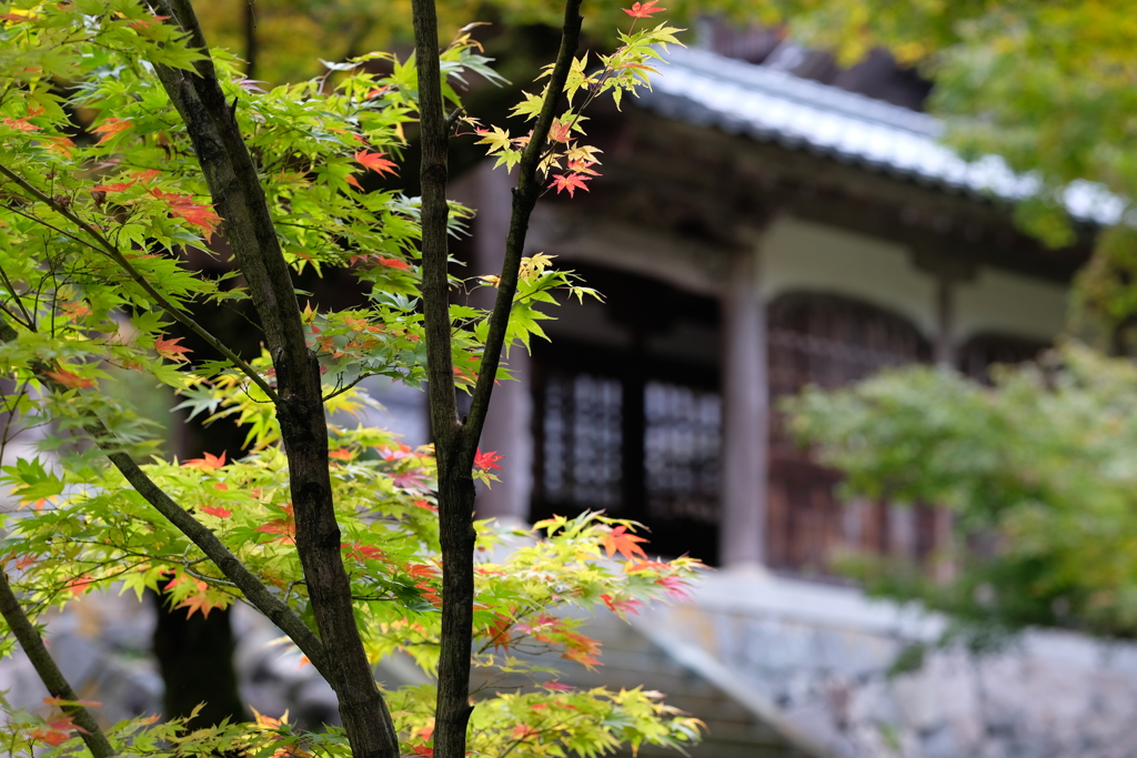 禅寺紅葉のはじまり