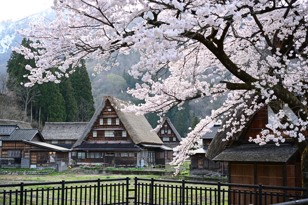 菅沼集落の春