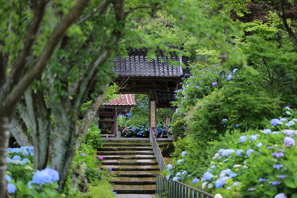 紫陽花寺山門