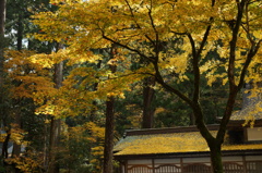 永平寺の紅葉その伍