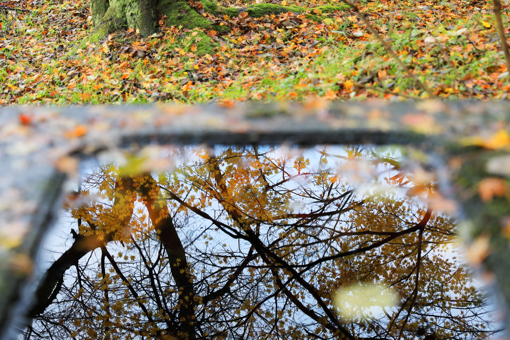 残る葉と落ち葉