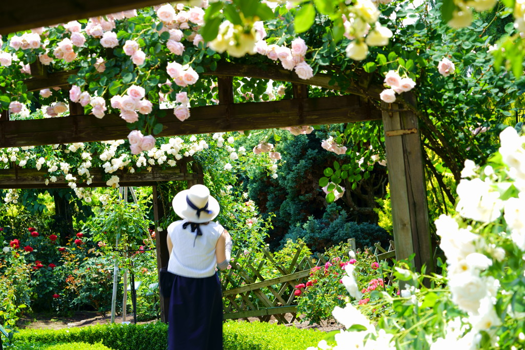 昼下がりの薔薇園