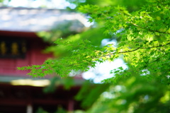 金沢大乗寺青紅葉