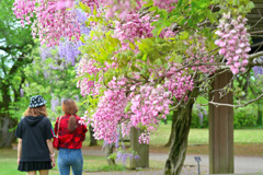 藤の花に誘われて