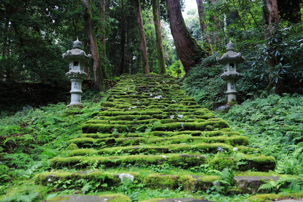 森と苔の参道