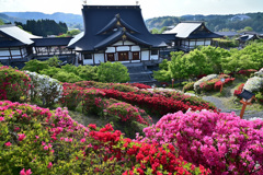 倶利伽羅不動寺彩ツツジ