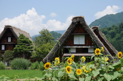 夏のひまわり合掌造り～白川郷