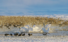 凍ってしまった少ない水辺