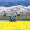 舟川べり春の光景