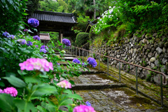 金澤のあじさい寺本興寺