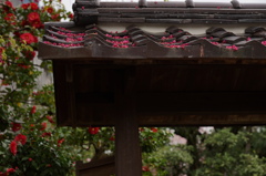 内山邸椿