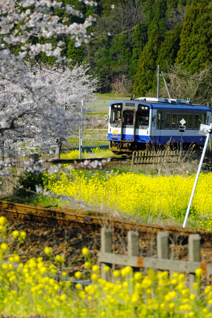 のと鉄道菜の花沿線