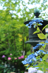 紫陽花寺のお庭