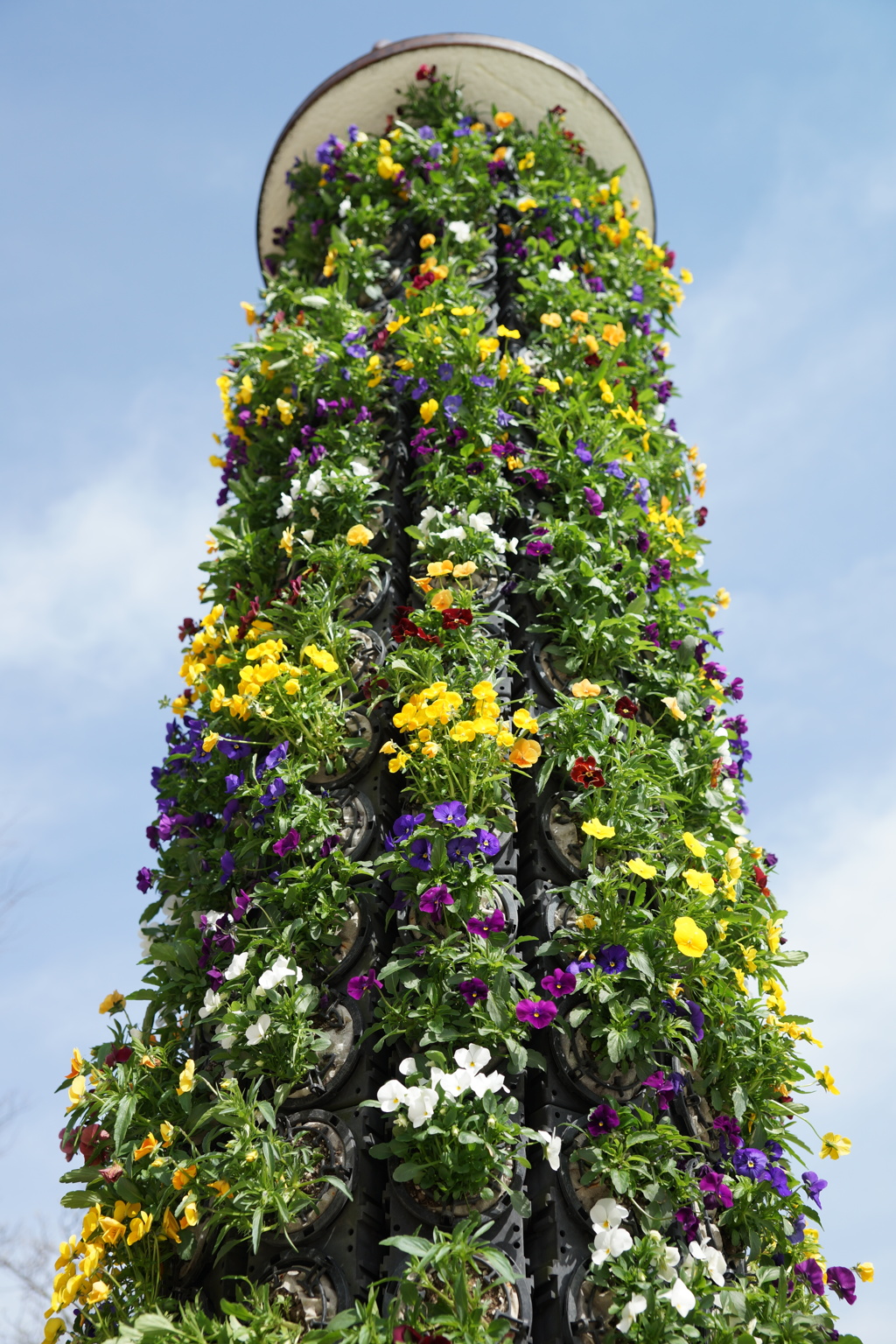 2015となみチューリップフェアがはじまります。Ｎｏ１