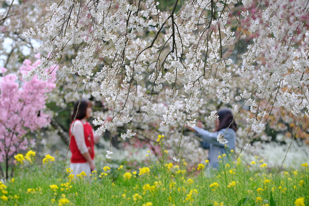 しだれ桜の遊