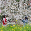 しだれ桜の遊