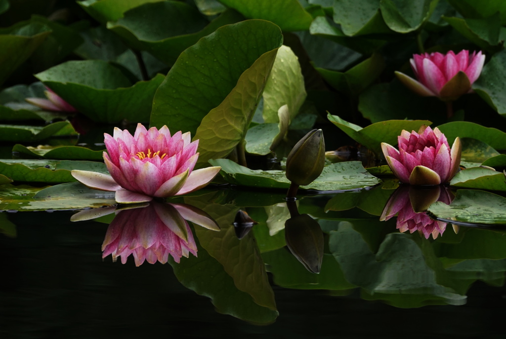 スイｒａｉｎ～Ｎｏ３