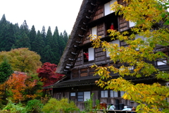 合掌造り三景~白川郷紅葉古民家