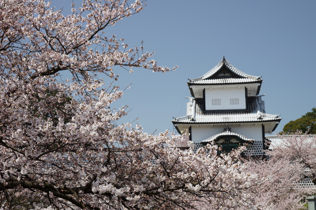 加賀百万石の桜