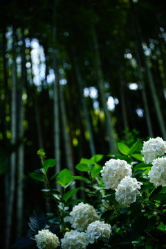 紫陽花寺の竹林
