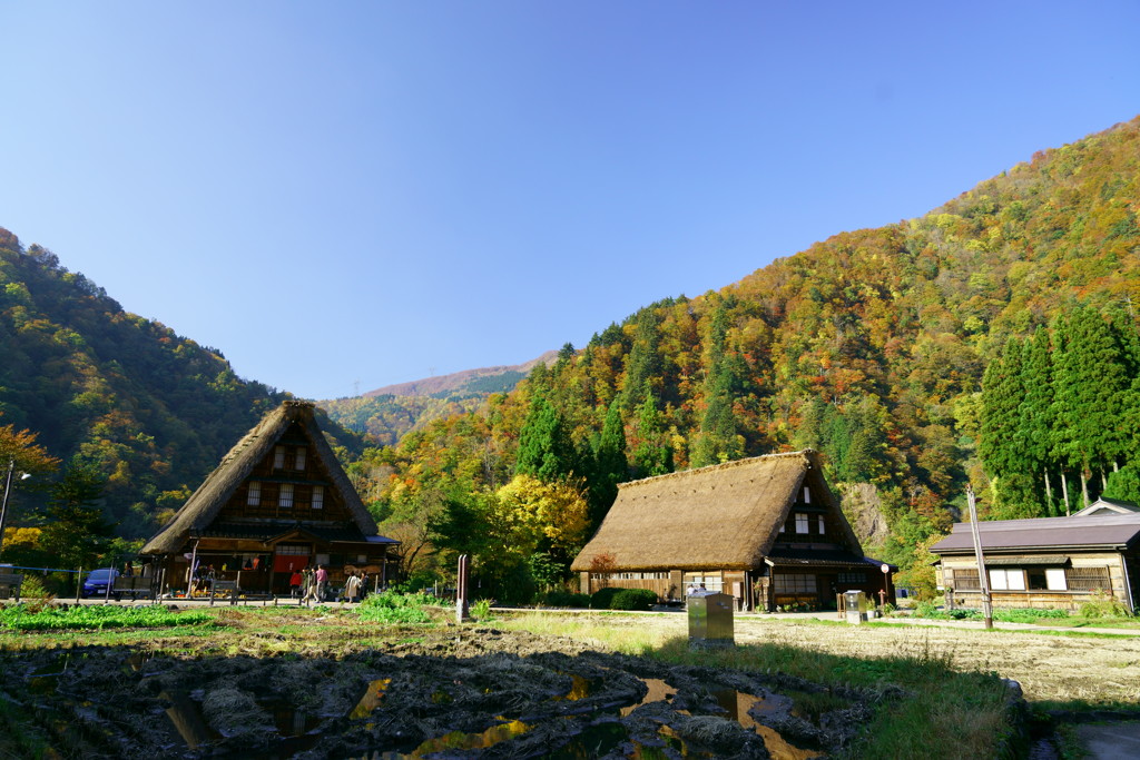 五箇山菅沼の紅葉