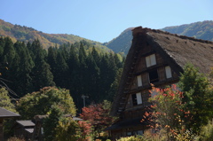 白川郷の秋Ｎｏ３