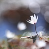 春の調べ