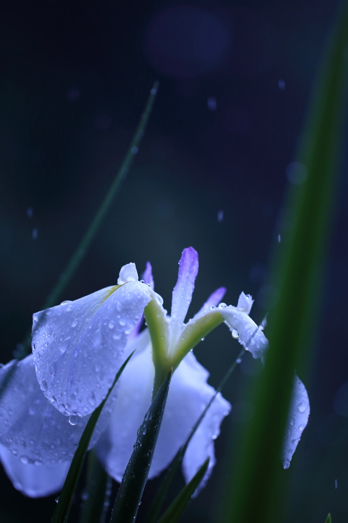雨音