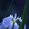 雨音
