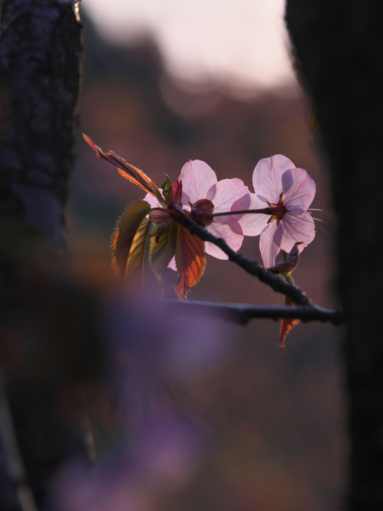 夕桜
