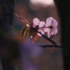 夕桜